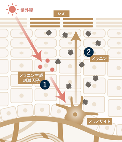 イメージ写真